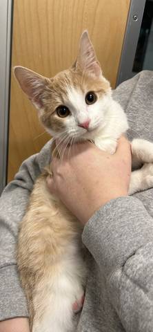 Oscar, adopted