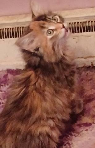 Oboe, adopted