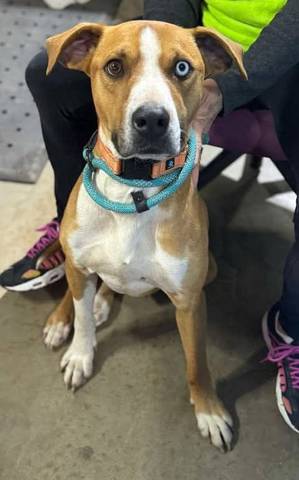 Manson, adopted