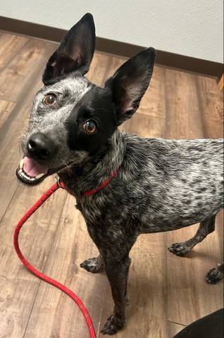 Stormy, adopted