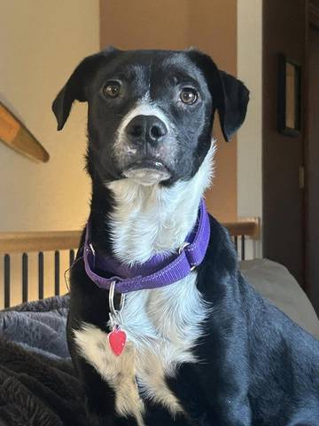 Maggie, adopted