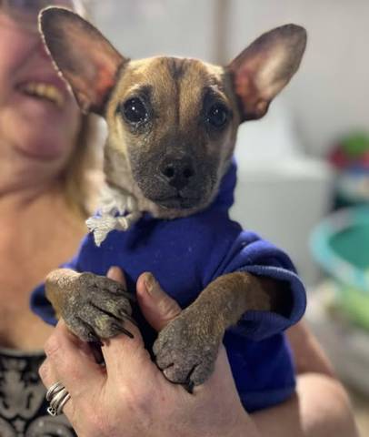 Quinn, adopted