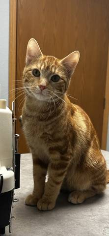 Conner, adopted