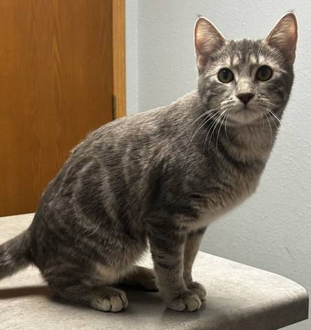 Jude, adopted
