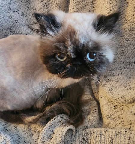 Tilly, adopted