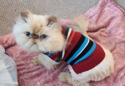 Mr Cuddles, adopted