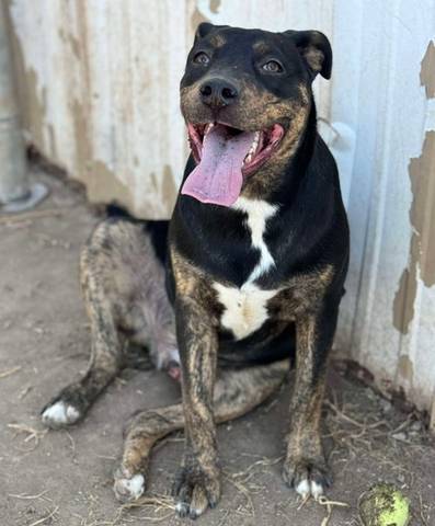Rocky, adopted