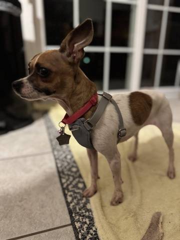 Josie, adopted