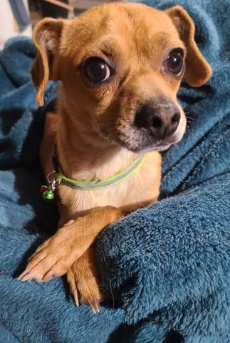 Sid, adopted