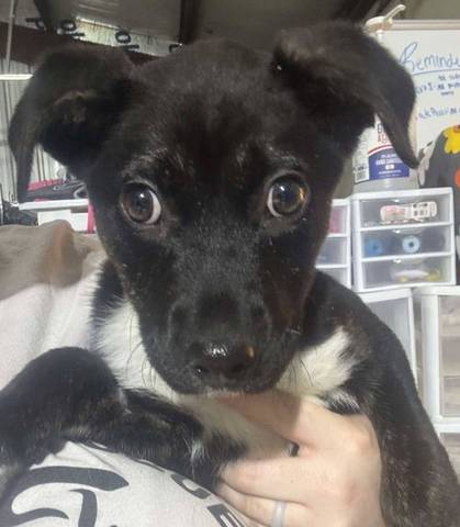 Kali, adopted