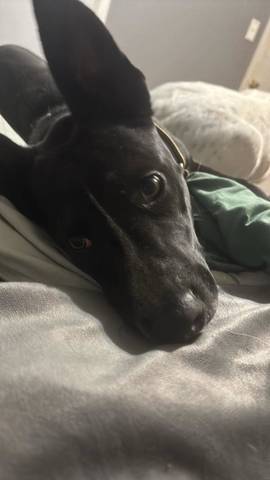 Ham, adopted