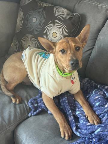 Archie, adopted