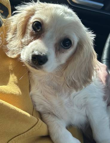 Briggs, adopted