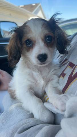 Brooks, adopted