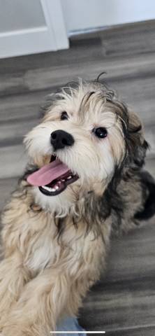 Hewey, adopted