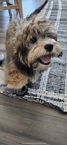 Lewey, adopted