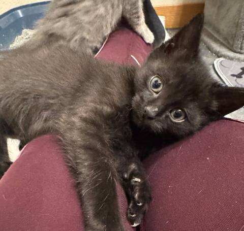 Iris, adopted