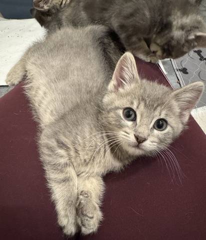 Aster, adopted
