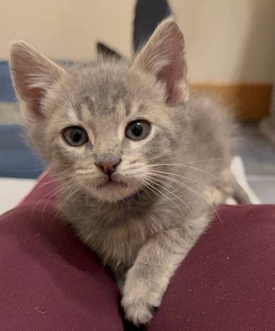 Aloe, adopted