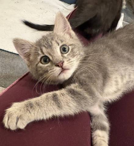 Jared, adopted