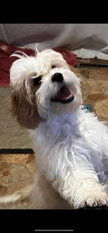 Pablo, adopted