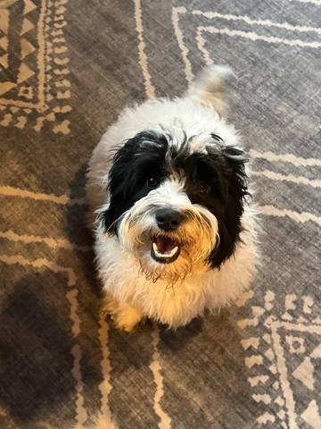 Rocky, adopted