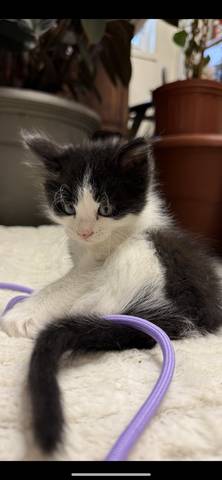 Alice, adopted