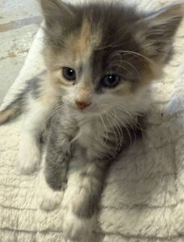Angel, adopted