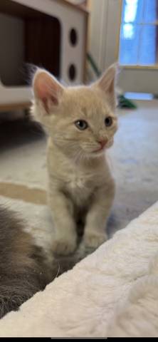 Pip, adopted