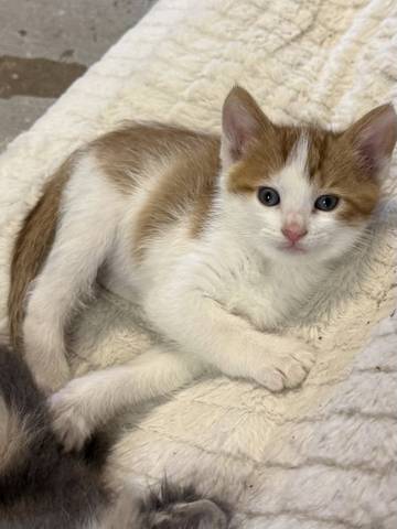 Tigg, adopted