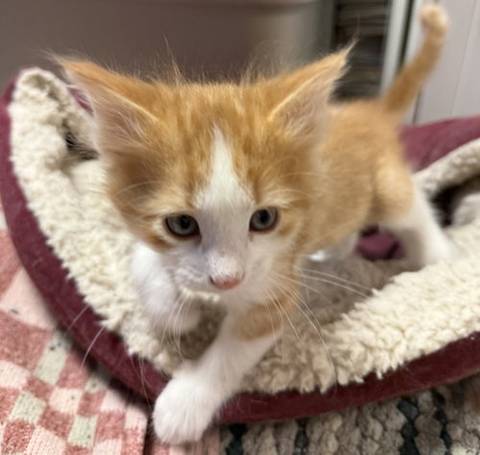 Whippy, adopted