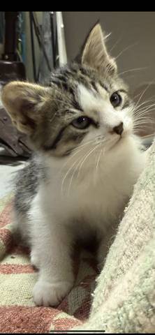 Heartly, adopted