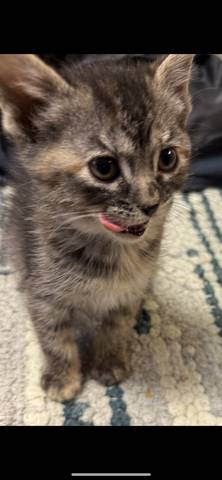 Janie, adopted