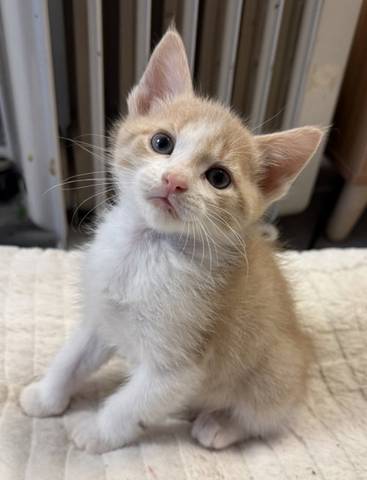 Danny, adopted