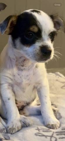 Rosey, adopted