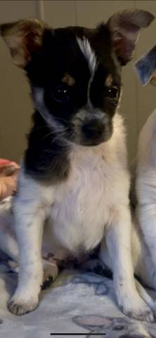 Cosmos, adopted