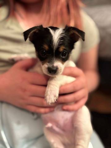 Cactus, adopted