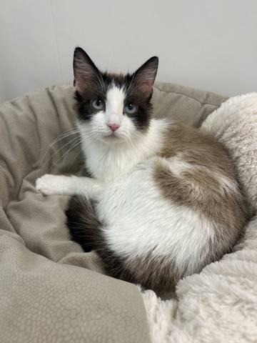 Twinkle, adopted
