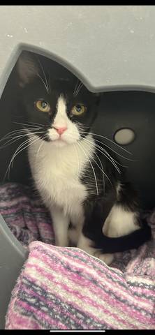 Fiona, adopted
