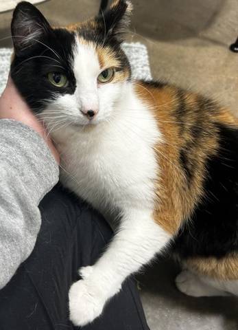 Dahlia, adopted