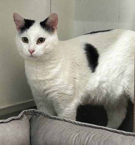 Bud, adopted