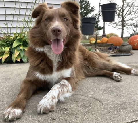 Piper, adopted