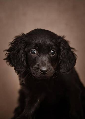 Roxy, adopted