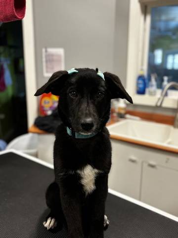 Poppy, adopted