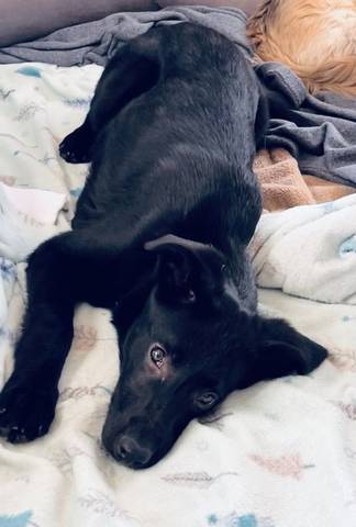 Roxie, adopted