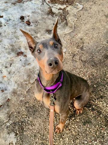 Luna, adopted
