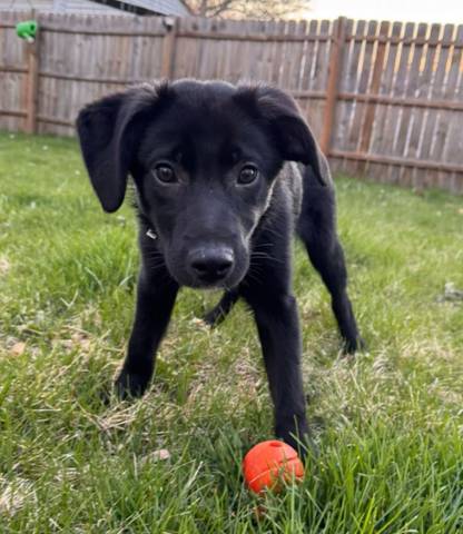 Tottie, adopted