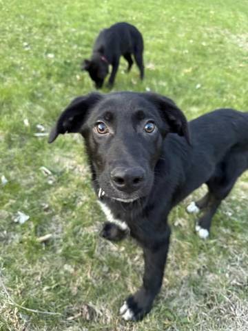 Tater, adopted
