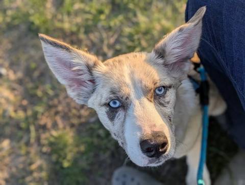 Ariat, adopted