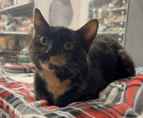 Allyn, adopted